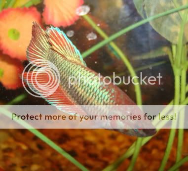 femalebettas011.jpg