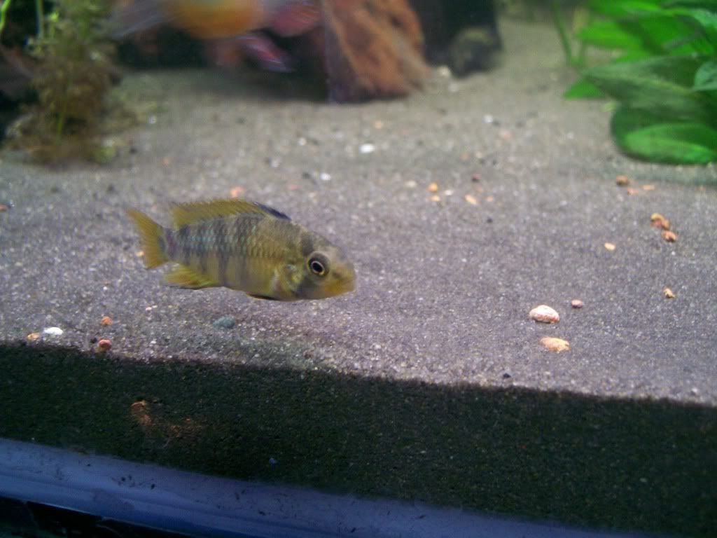 fish019.jpg