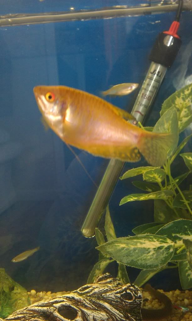 HoneyGourami.jpg