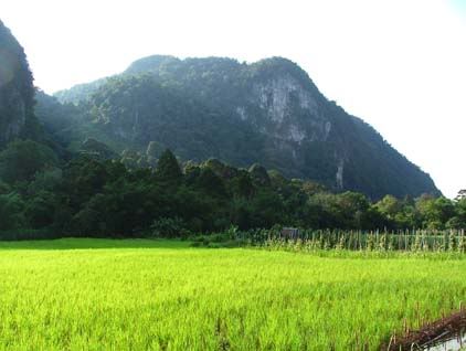 padi2-serian.jpg