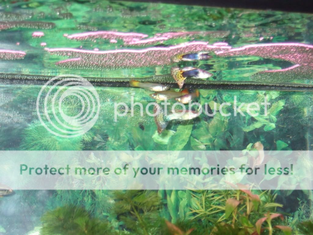 fishtankphotos077.jpg