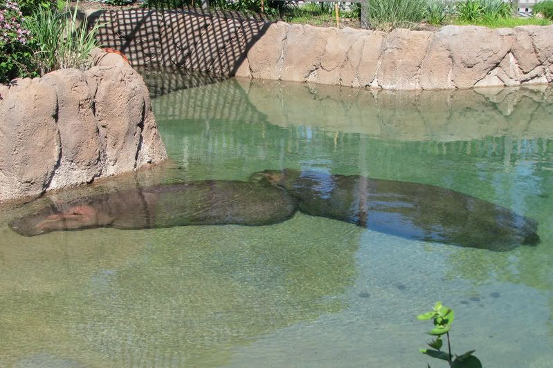 Hippos.jpg