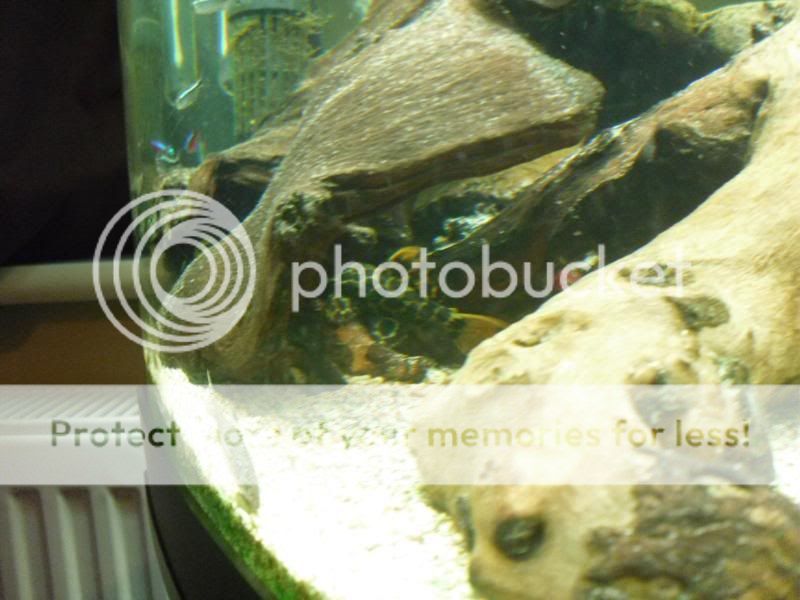 fishtwo024-1.jpg