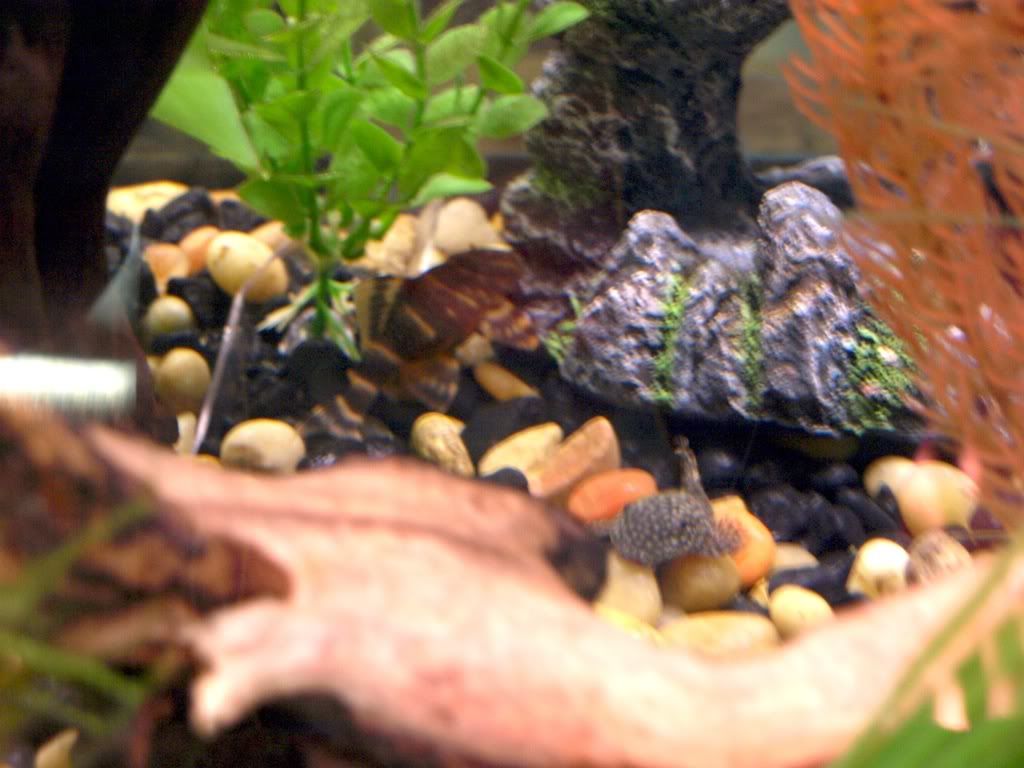 2plecos.jpg