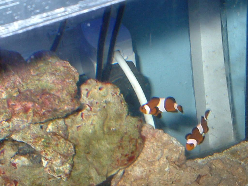 clownfish3.jpg