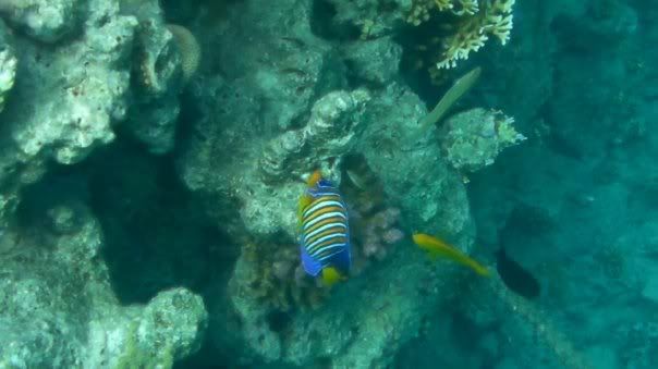 fish10.jpg