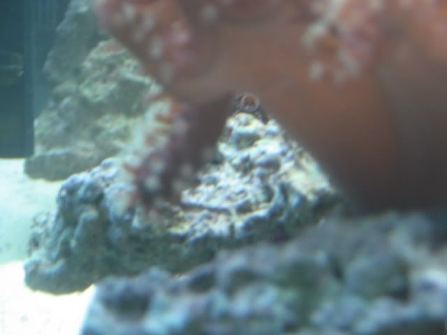 coralissue005.jpg