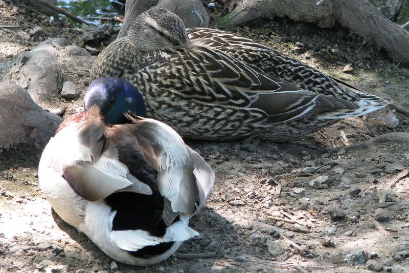 MallardMaleandFemale.jpg