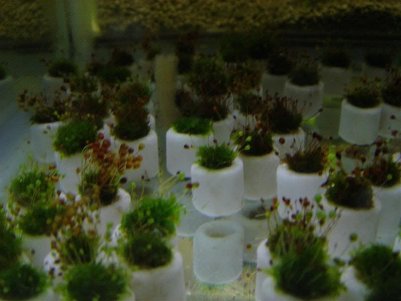 liveplantsb1175290804.jpg