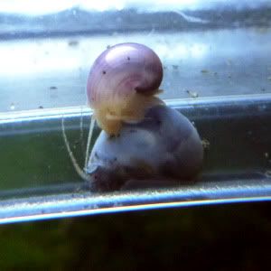 snail1.jpg