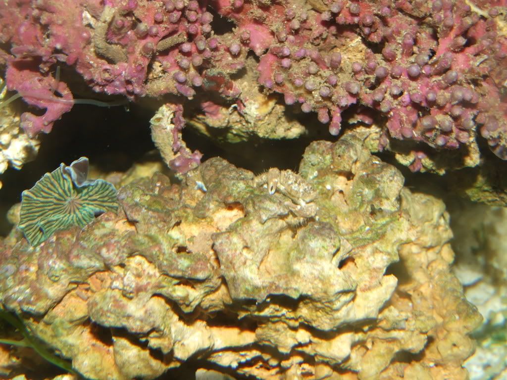 MobytheGoby035.jpg