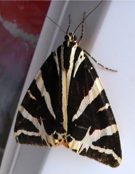 Jerseytigermoth5.jpg