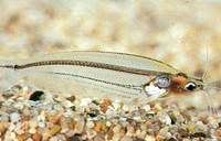 pellucida.jpg