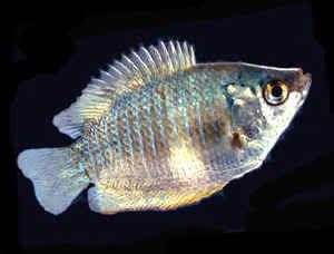 gourami_neon_blue_female.jpg