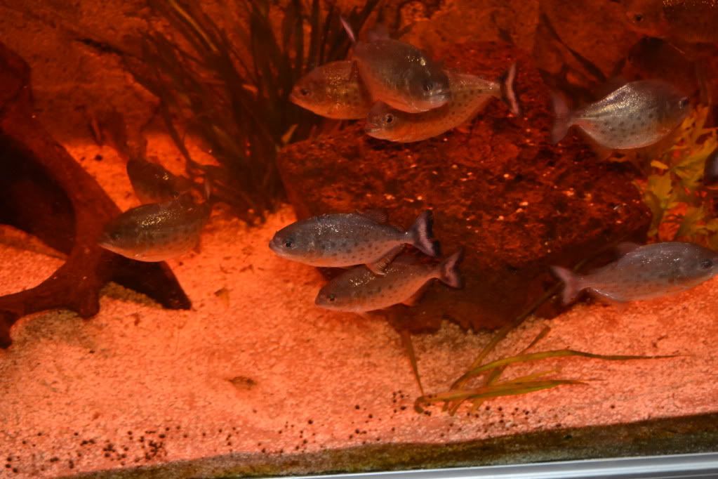 DSC_0071.jpg