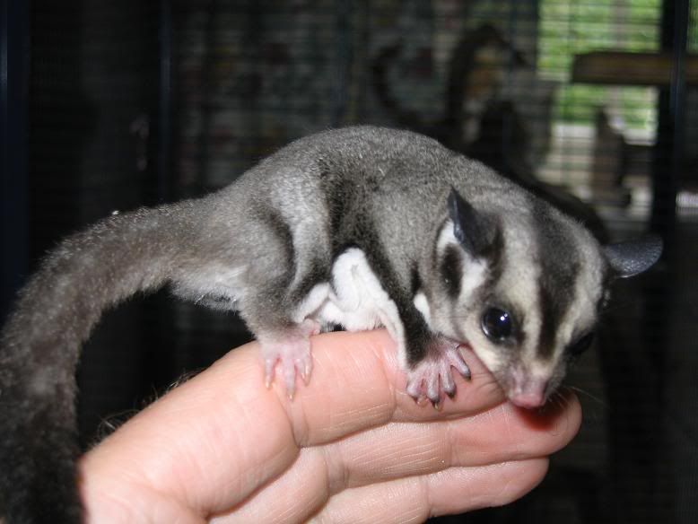 Gider6weeks003.jpg