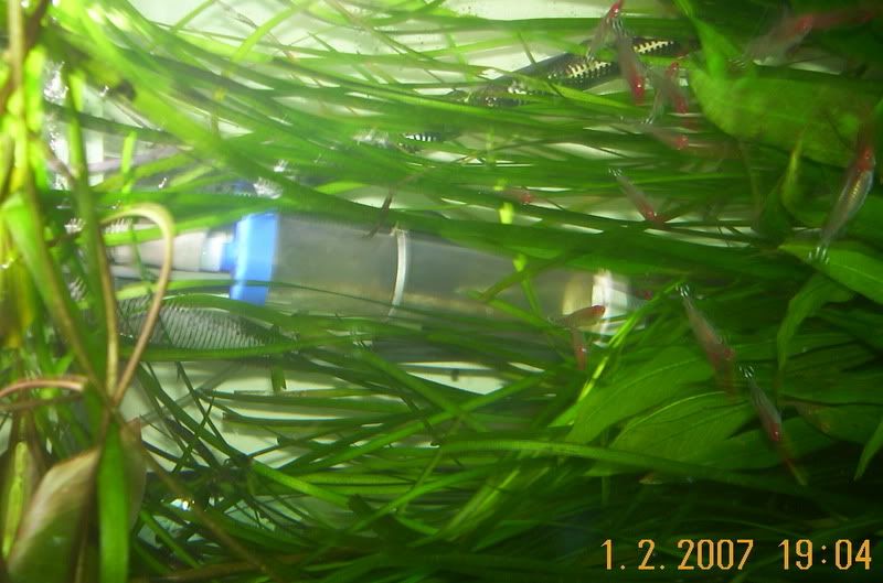 fishstuff005.jpg