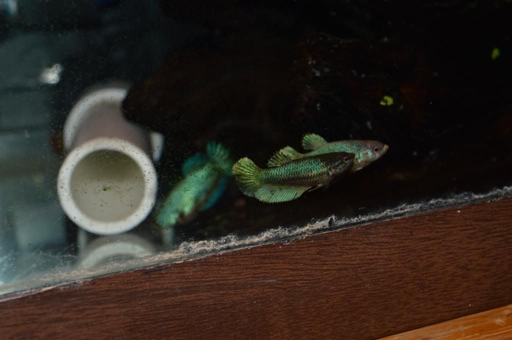 DSC_0902_zps9e2fb6e9.jpg