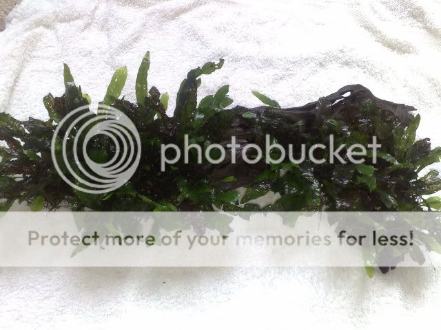 06062009256.jpg