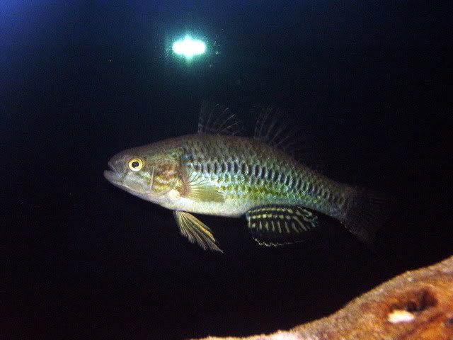 claygoby2.jpg