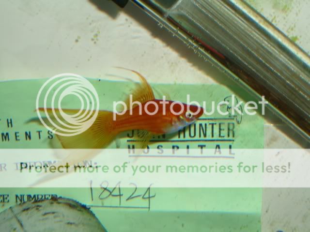 IMGP1244.jpg