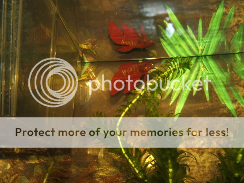 001-7.jpg