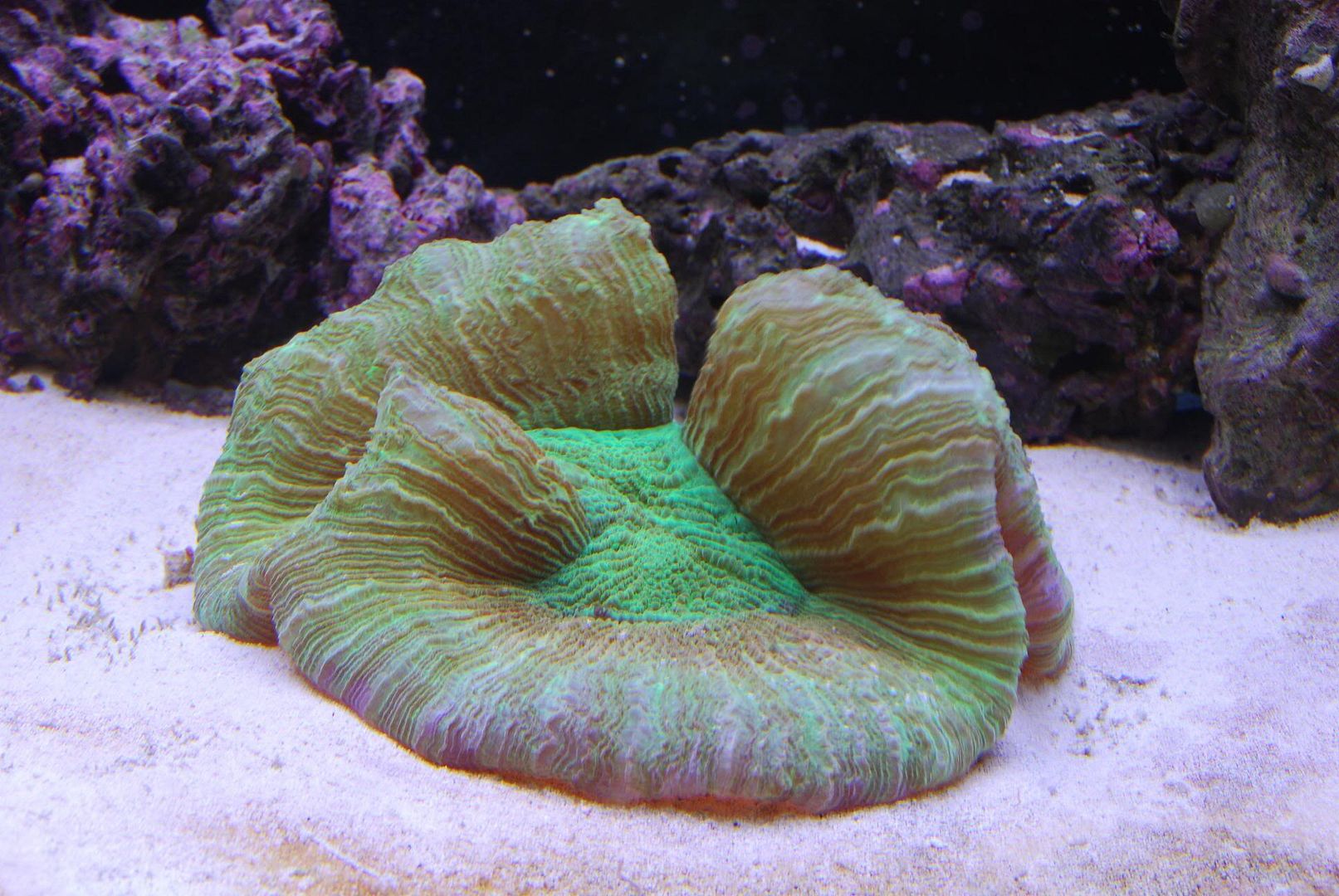greenbrain.jpg
