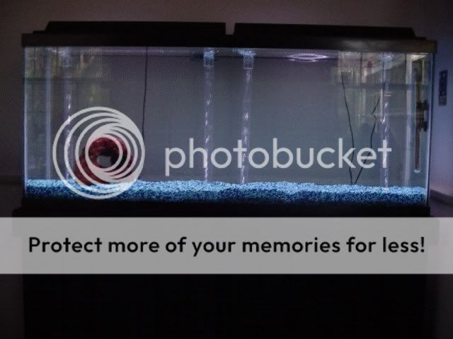 newtank4.jpg