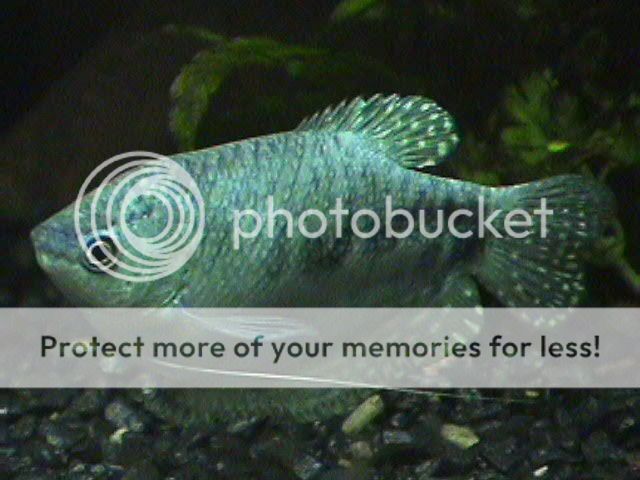 04-04-12_F_Opaline.jpg