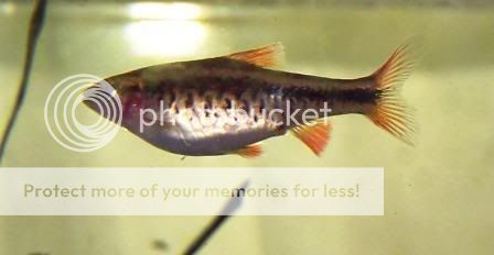 Femalecherrybarb.jpg