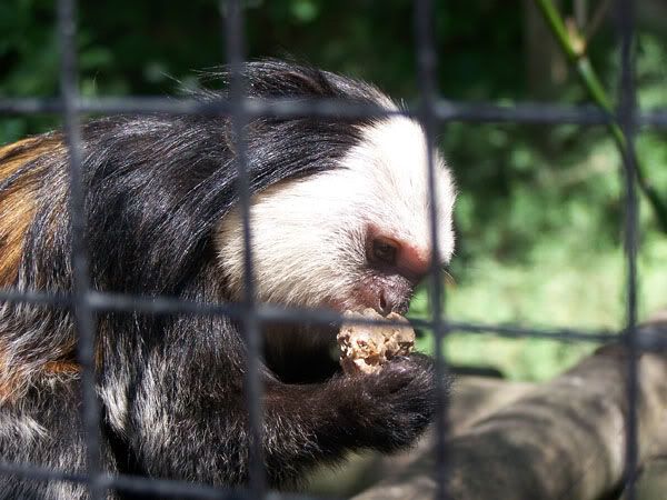 tamarin2.jpg
