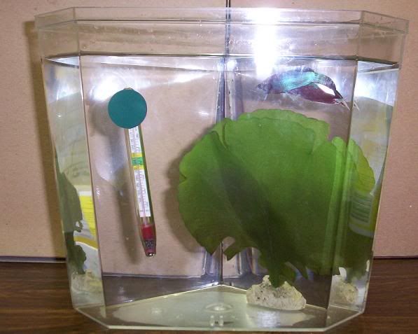 1gallon001.jpg