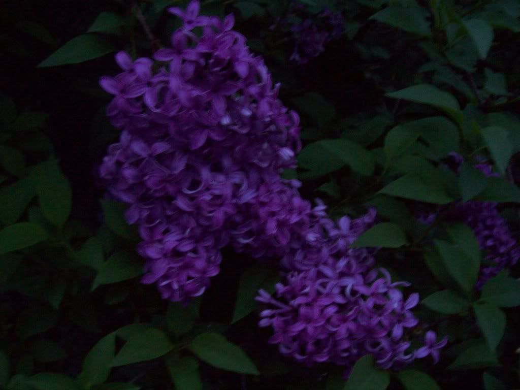 027-4.jpg
