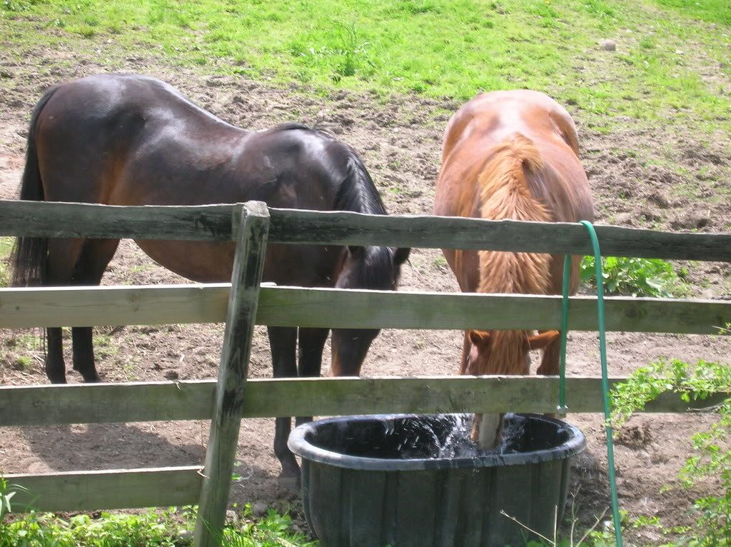 horses12016.jpg