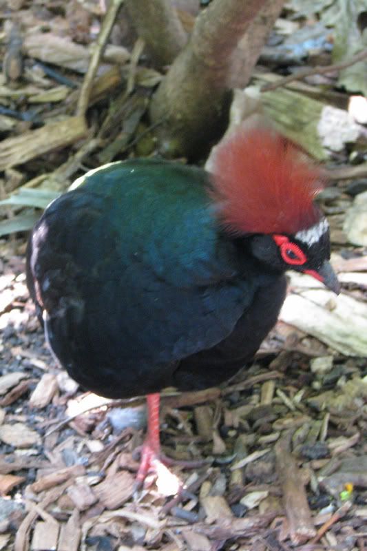 Bird5.jpg