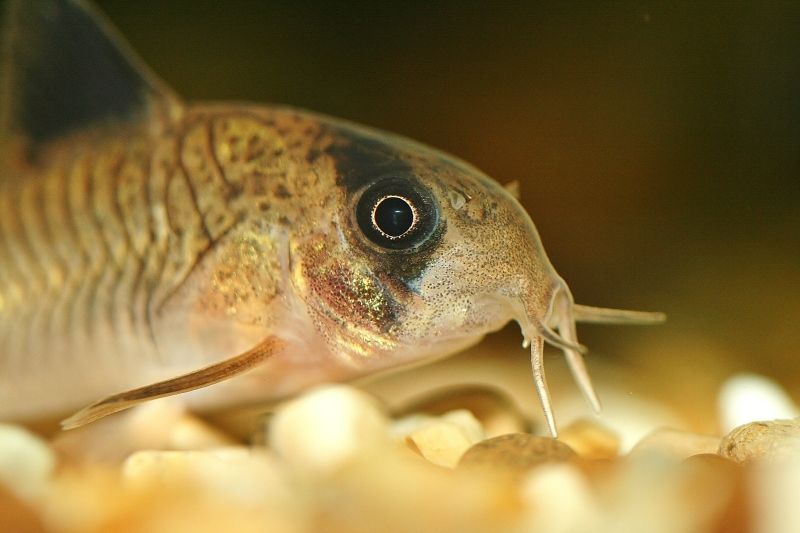 newfishtank042.jpg