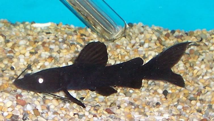 fish043.jpg