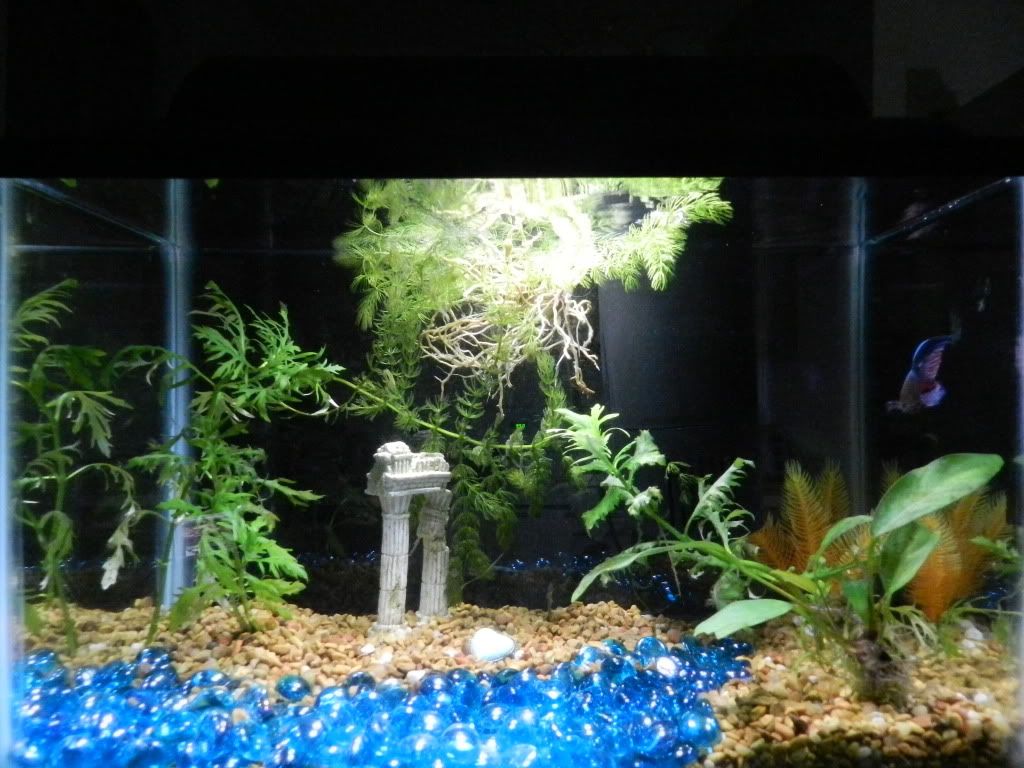 DSCN5487.jpg