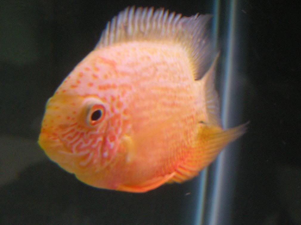 goldie.jpg
