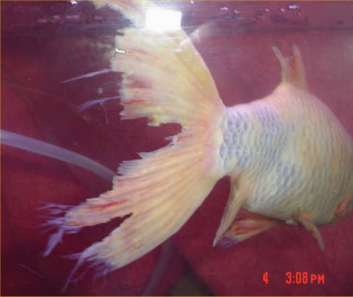 fin.jpg