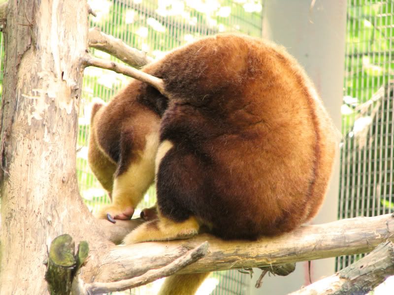 TreeKangaroo.jpg