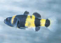 Brachygobius_xanthozonaAQ.jpg