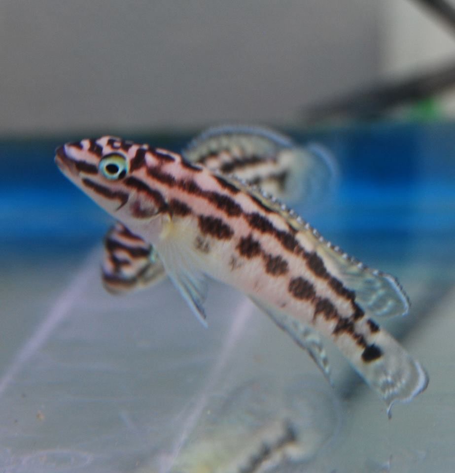 littlefish_zpsf747f6d8.jpg