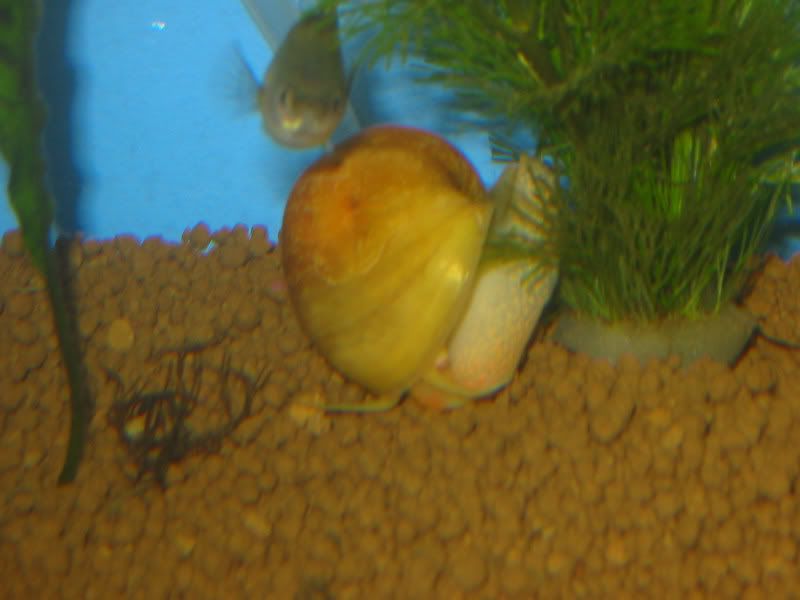 AppleSnail2.jpg