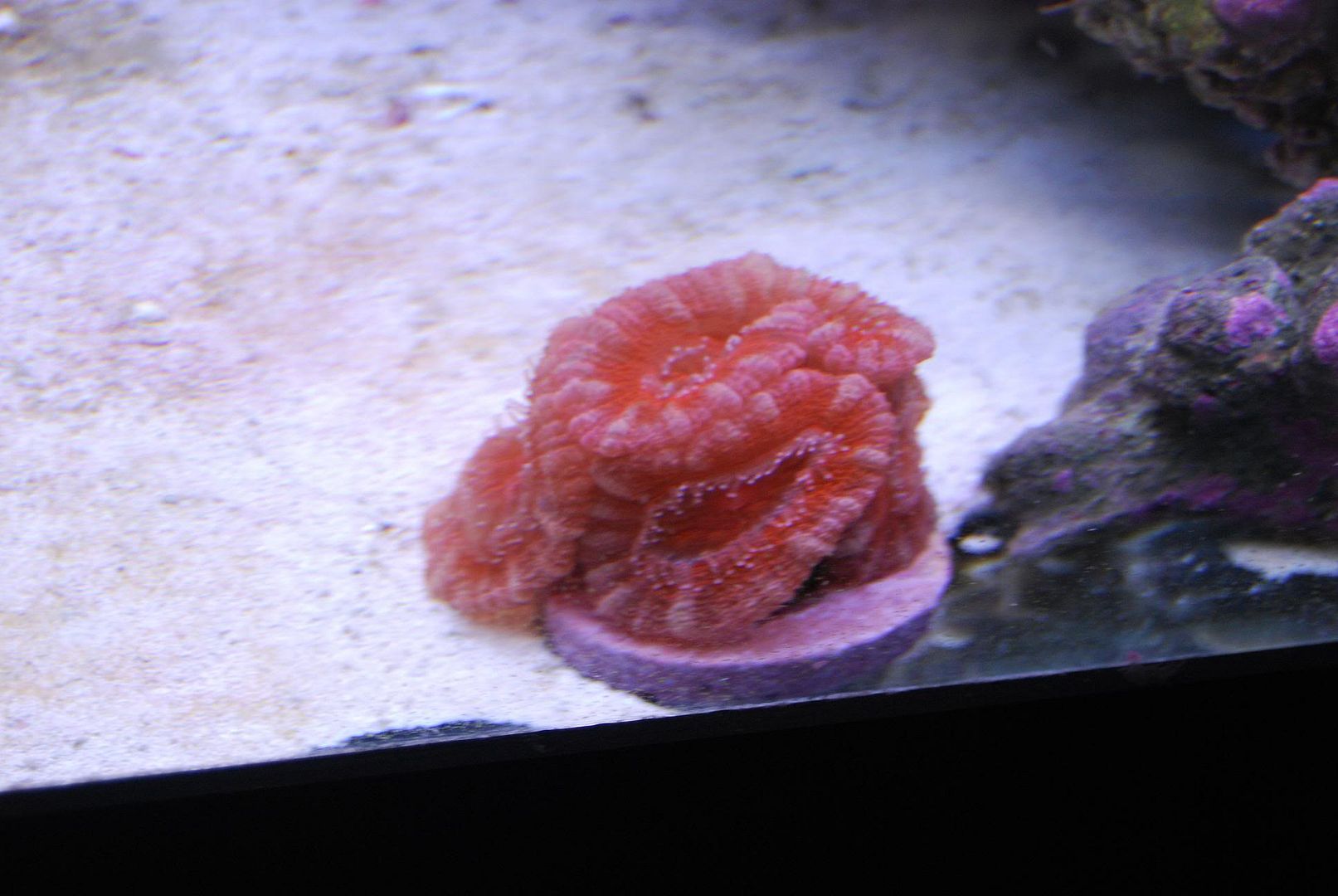 redacan.jpg