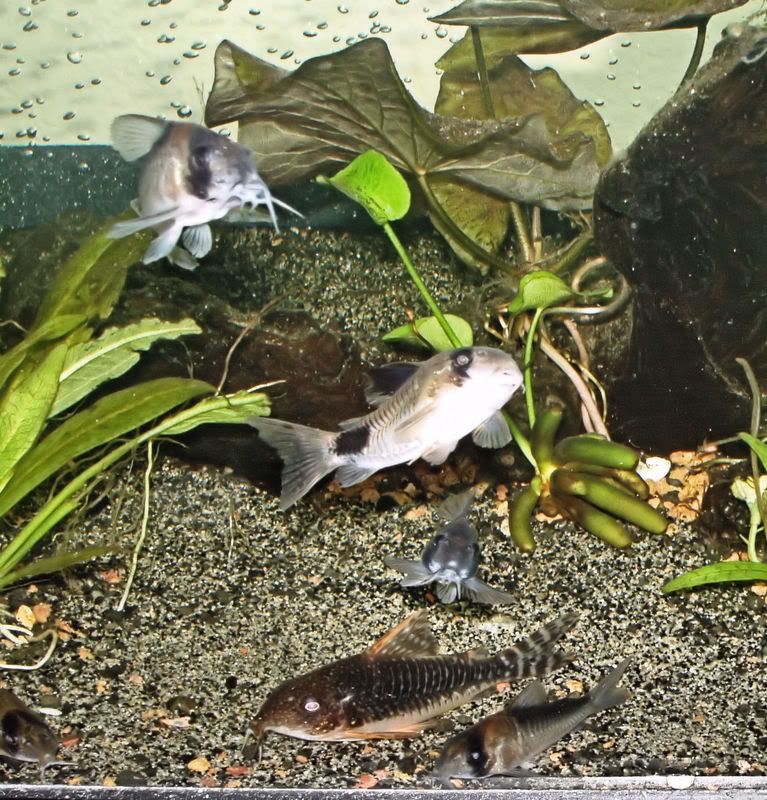 cories042-2.jpg
