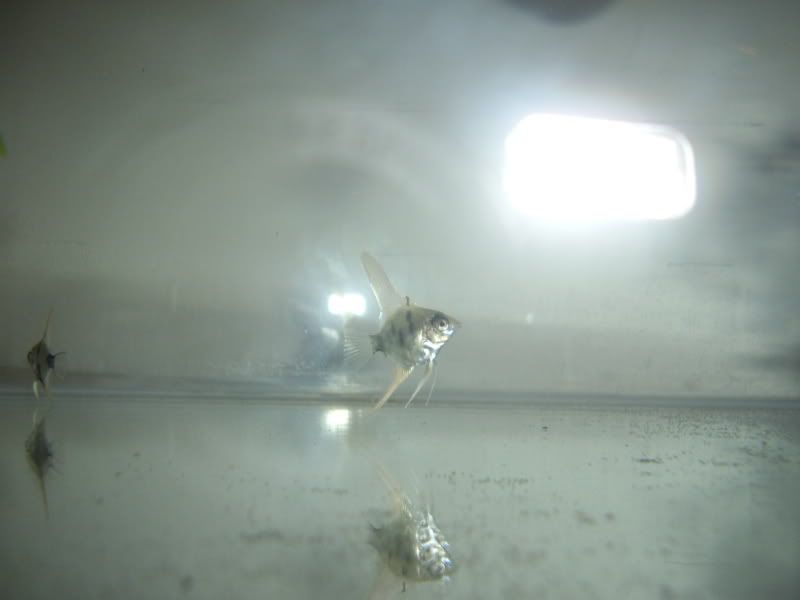 STA42256.jpg