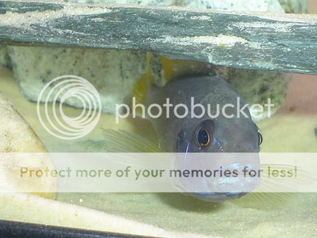 yellowtailacei.jpg