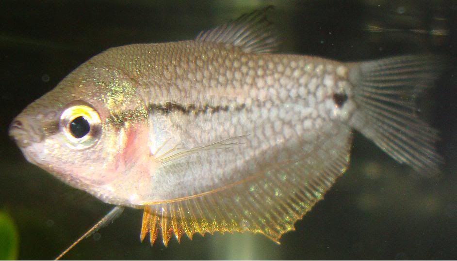 gourami1.jpg