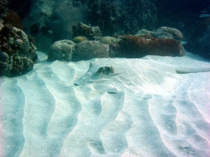 stingray.jpg